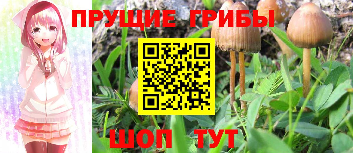 Псилоцибиновые грибы Psilocybe Соликамск